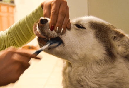 Veterinarian brushing a dog's teeth with a tooth brush