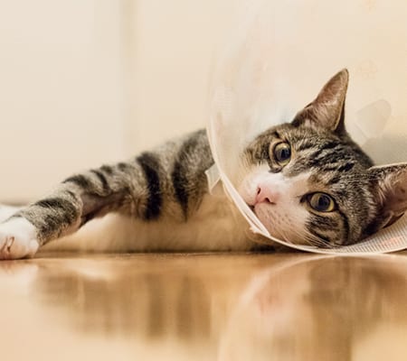 Cat wearing a cone after surgery