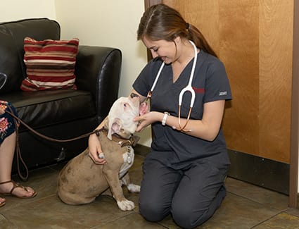 AAHA Accredited Animal Hospital in Gilbert, AZ