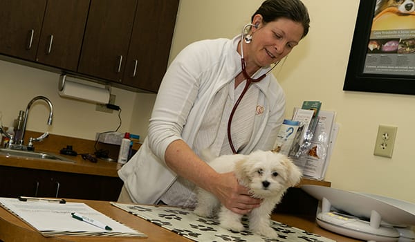 a veterinarian performing a dog exam