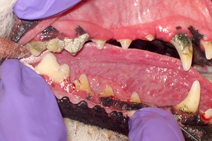 A dog's teeth before a cleaning