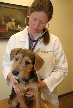 Veterinarian performing wellness exam on a dog