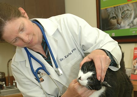 Pet Care Wellness Plans in Gilbert, AZ