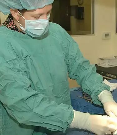 a veterinarian performing surgery